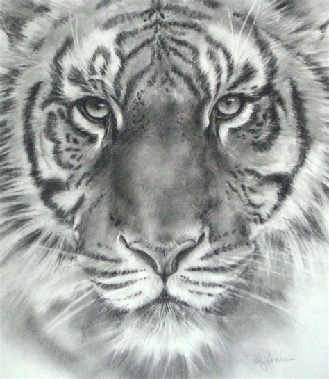 tiger face pencil drawing.